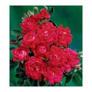  Double Knock Out 24 inch Patio Tree Rose