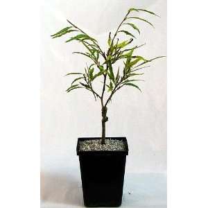  Dwarf Narrow leaved Beech Pre Bonsai   Fagus Very Hardy 