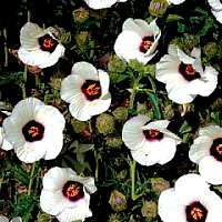 Hibiscus Amethyst Flower Seeds *Perennial*White&Purple*  