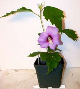 Blue Hibiscus Alyogyne huegelii Lilac Flower Live Plant  