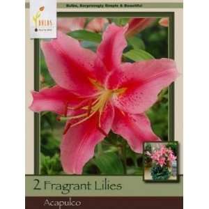   Farms Oriental Lily Acapulco Pack of 2 Bulbs Patio, Lawn & Garden