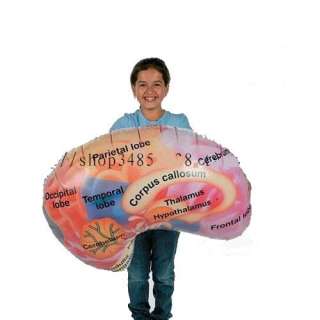 This bid is for a Brain Inflatable Blow up Education Toy