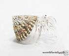 HERMIT CRAB Blown Art Glass w/ Sea Shell Crystal