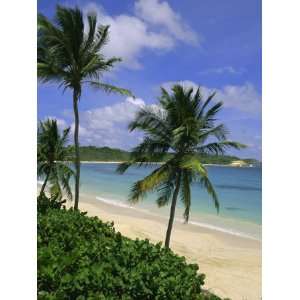 Palm Trees and Beach, Half Moon Bay, Antigua, Leeward Islands 