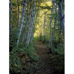 White Birch and Yellow Leaves in the White Mountains, New 