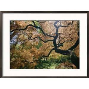  The Gnarled Branches of a Japanese Maple Tree in Spring 