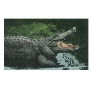  Alligator with Open Jaws Giclee Poster Print, 12x16
