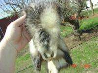 Opossum dressed white bright wild fur trapper skin/hide  