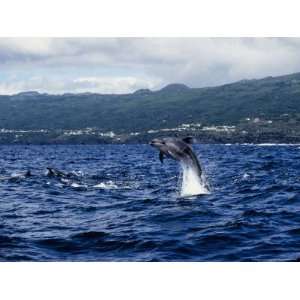  Bottlenose Dolphin, Jumping, Azores, Portugal Photos To Go 