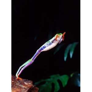 Red Eye Tree Frog Jumping, Native to Central America Photographic 