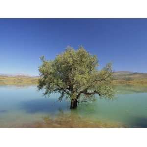  Tranquil Scene of Landscape of an Olive Tree on the Edge 