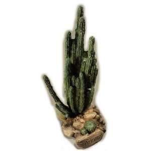  Cactus, Organ Patio, Lawn & Garden