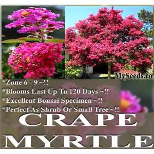  1 oz (12,000+) CRAPE MYRTLE L indica Tree Seeds BLOOM 120 