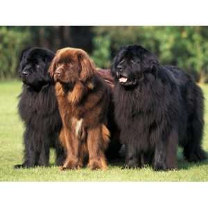  Domestic Dogs, Three Newfoundland Dogs Standing Together 