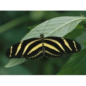  Zebra Butterfly (Heliconius Charitonius) Butterfly 