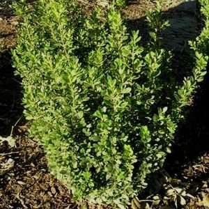  BOXWOOD BABY GEM / 5 gallon Potted Patio, Lawn & Garden