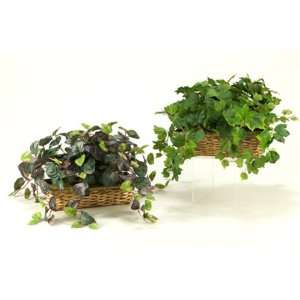  Grape Ivy in Ledge Basket