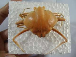 Crab taxidermy   Ixa species, 60 mm, SUN DRIED, TREATED W/ FORMALINE 
