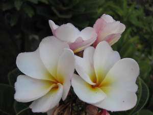 Dwarf Plumeria Harmonious Super Nice Plant PinkColour  