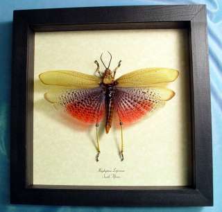 REAL FRAMED AFRICAN RAINBOW GRASSHOPPER INSECT 7730  