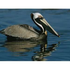 Brown Pelican Floating Calmly on the Waters Surface 