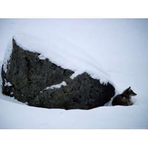  A Young Coyote Curls up by a Rock to Escape the Wind and 